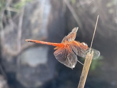 Trithemis pluvialis
