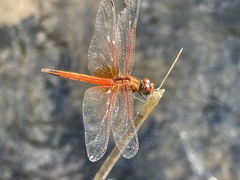 Trithemis pluvialis