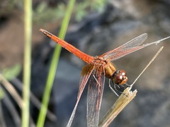 Trithemis pluvialis