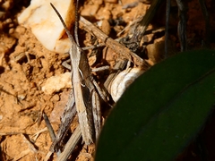 Chorthippus brunneus