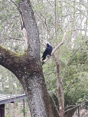 Corvus monedula