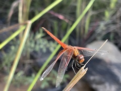 Trithemis pluvialis