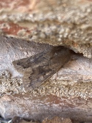 Orthosia garmani
