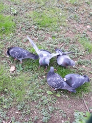 Columba livia domestica
