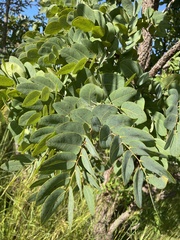 Burkea africana image