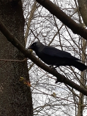 Corvus monedula