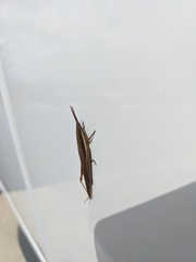 Leptysma marginicollis