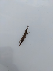 Leptysma marginicollis