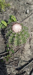 Melocactus peruvianus