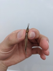 Leptysma marginicollis