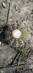 Melocactus peruvianus