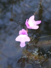 Utricularia purpurea image