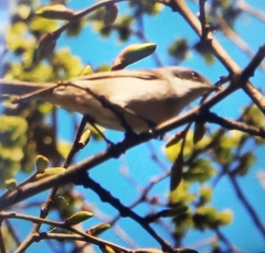 Curruca curruca