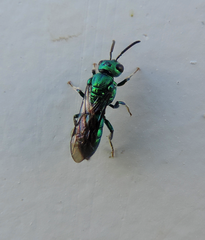 Temnosoma