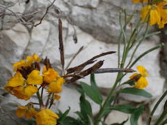 Erysimum × cheiri