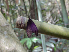 Gynautocera rubriscutellata