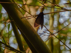 Gynautocera rubriscutellata