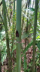 Gynautocera rubriscutellata