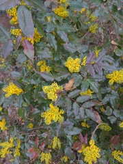 Berberis