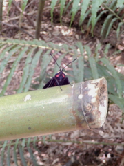 Gynautocera rubriscutellata