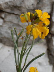 Erysimum × cheiri