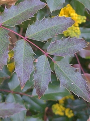 Berberis