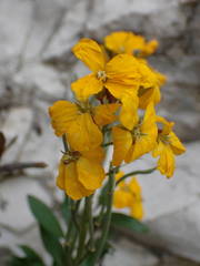 Erysimum × cheiri