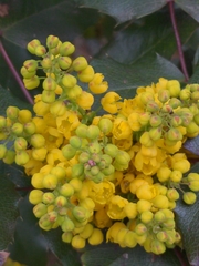 Berberis