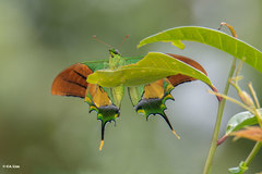 Teinopalpus imperialis