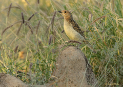 Spotted Bowerbird photo 4