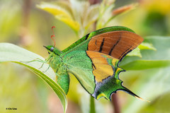 Teinopalpus imperialis