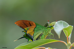 Teinopalpus imperialis