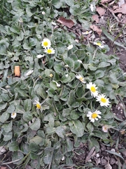 Bellis perennis