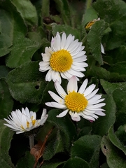 Bellis perennis
