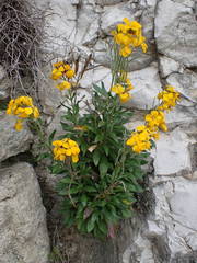 Erysimum × cheiri