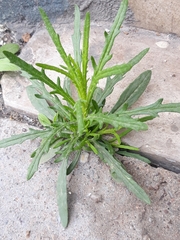 Senecio inaequidens