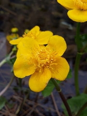 Caltha palustris