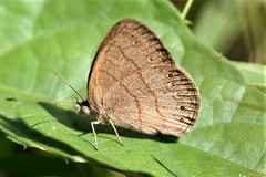 Hermeuptychia gisella