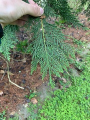 Cupressus × leylandii
