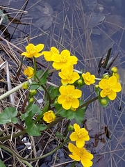 Caltha palustris
