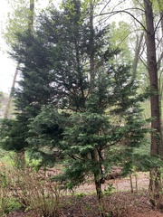 Cupressus × leylandii