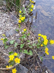 Caltha palustris