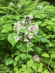 Valeriana pauciflora