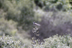 Curruca crassirostris