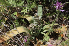 Bellevalia desertorum