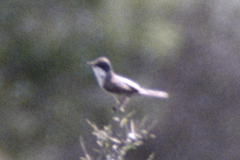 Curruca crassirostris