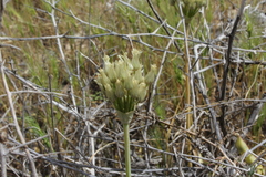Allium erdelii