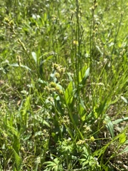 Carex tetrastachya