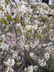 Amelanchier × lamarckii