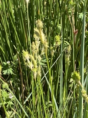 Carex tetrastachya